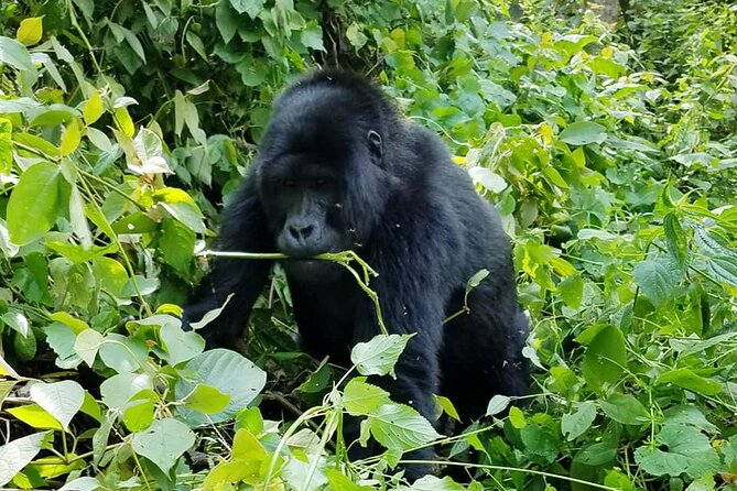 3 Days Gorilla Trekking Safari - Who should book this safari?