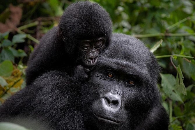 3 Days gorilla trekking Safari tour in Uganda - Key details to know before booking