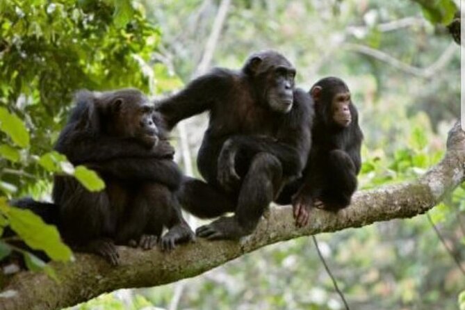 3 Days gorilla trekking Safari tour in Uganda - Day 3: Return to Entebbe and the equator stop
