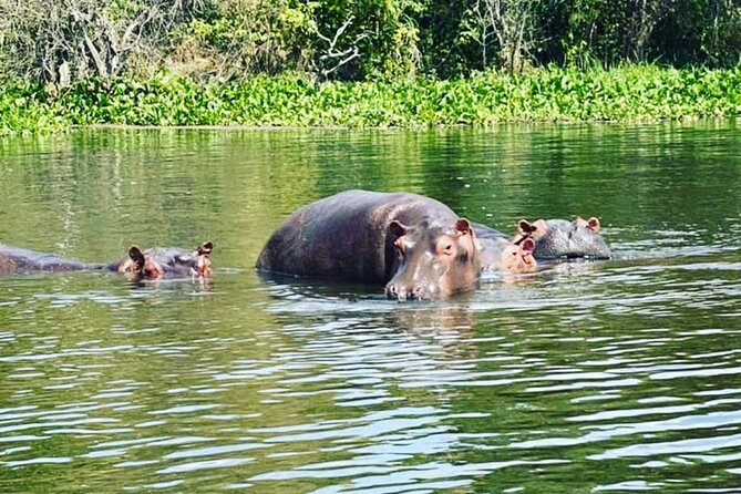 3 Days gorilla trekking Safari tour in Uganda - The guide can make or break the road days
