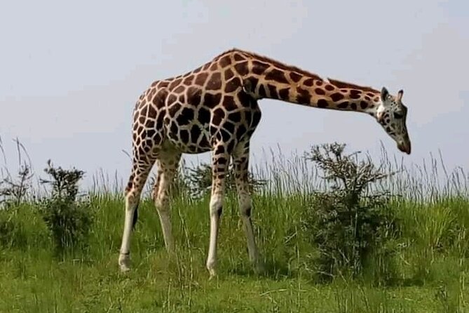 3 Days gorilla trekking Safari tour in Uganda - Who should book this trip?