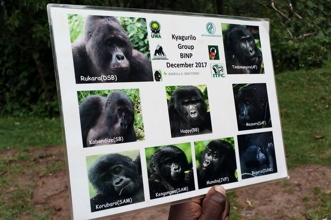 3 Days Gorilla trekking Safari Uganda, Bwindi Impenetrable Forest - Day 2: Six hours in the gorilla forest