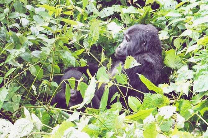 3 Days Gorilla Trekking Safari - Day one: Kigali, the Twin Lakes, and the Cyanika crossing