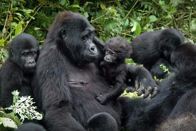 3 Days Gorilla trekking tour - Key points to know before you book