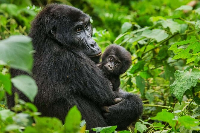 3 Days Gorilla trekking tour - Day two: the gorilla trek in Bwindi
