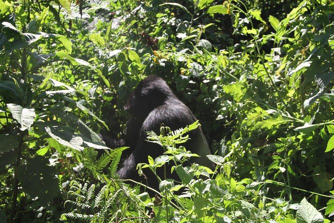 3 Days Gorilla trekking tour - Day three: returning to Entebbe