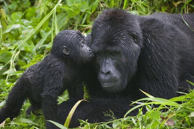 3 Days Gorilla trekking tour - Meals, drinks, and practical comfort