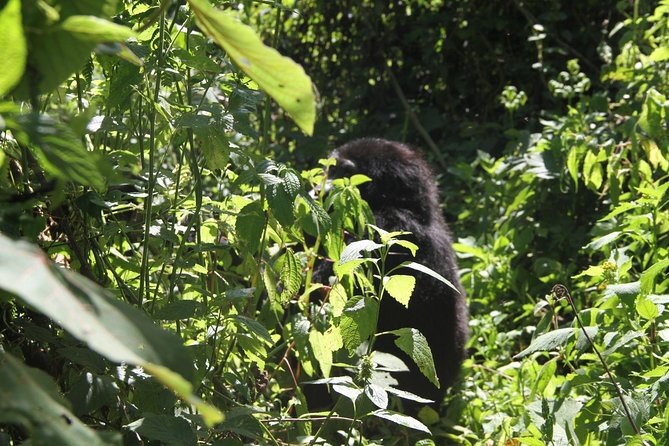 3 Days Gorilla trekking tour - The biggest concern: verify before sending money
