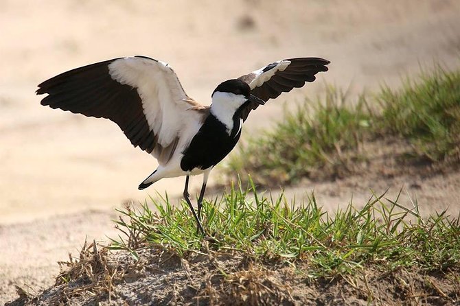 3 Days Group Safari To Queen Elizabeth Park In Uganda. - Why Queen Elizabeth works well in three days
