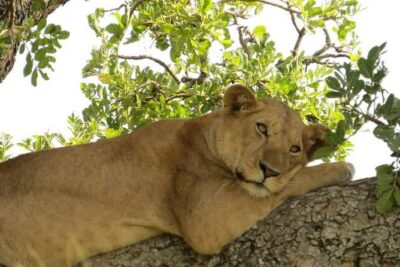 3 Days Group Safari To Queen Elizabeth Park In Uganda.