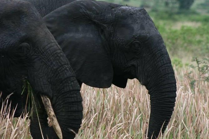 3 Days Group Safari To Queen Elizabeth Park In Uganda. - The lodge, meals, and what the price covers