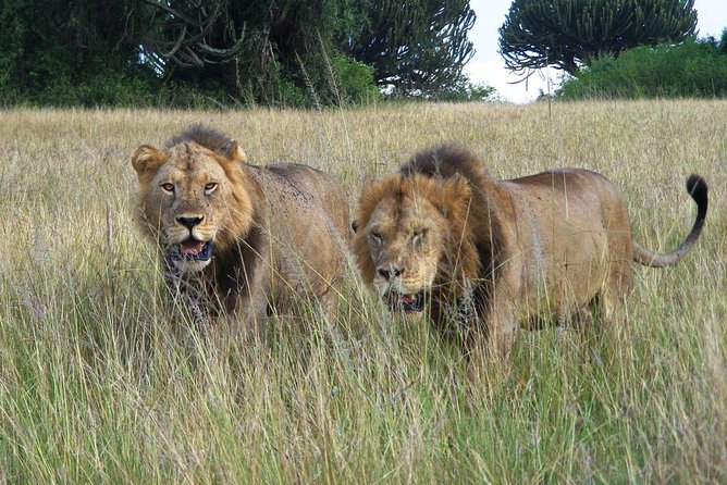 3 Days Group Safari To Queen Elizabeth Park In Uganda. - The long return to Kampala and Entebbe