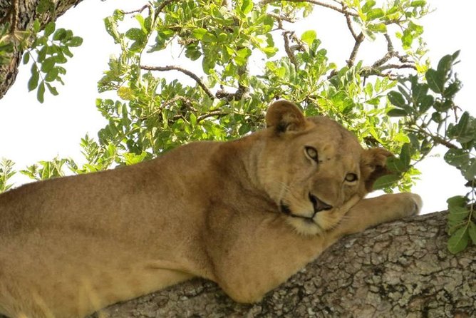 3 Days Group Safari To Queen Elizabeth Park In Uganda. - Leaving Kampala for the western road