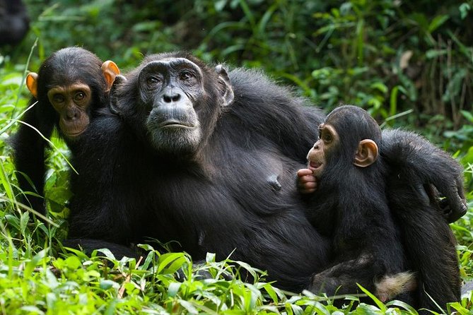 3 Days Kibale National Park Chimpanzee Tracking - What this three-day Uganda tour actually delivers