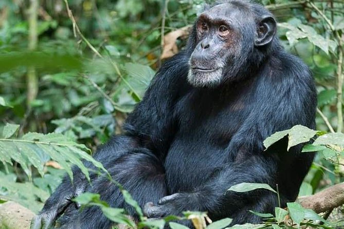 3 Days Lake Bunyonyi and Gorilla Trekking Tour in Uganda - Is $2,194.88 Good Value?
