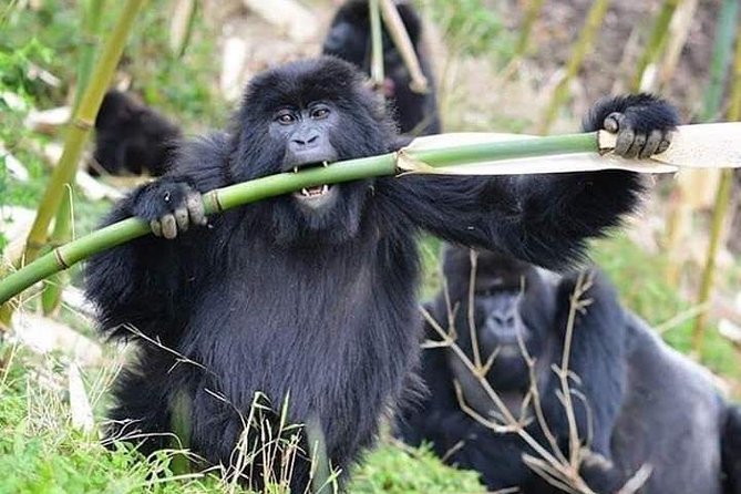 3 Days Lake Bunyonyi and Gorilla Trekking Tour in Uganda - The Boat Cruise Is More Than a Scenic Pause
