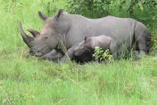 3 Days magical Murchison falls safari - Why this three-day route works