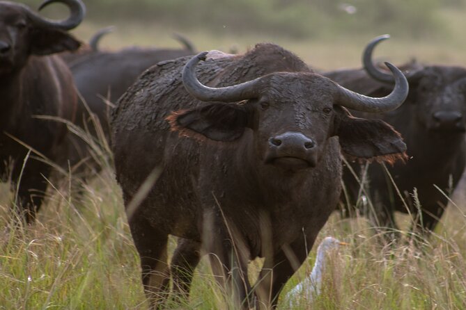 3 Days Murchison Falls Adventure Wildlife Safari Uganda Tour - The three-hour Nile cruise to Murchison Falls