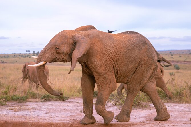 3 Days Murchison Falls Adventure Wildlife Safari Uganda Tour - Guides, vehicles, and the human side of the trip