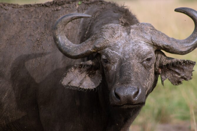 3 Days Murchison Falls Adventure Wildlife Safari Uganda Tour - Food and accommodation at Parkside Safari Lodge