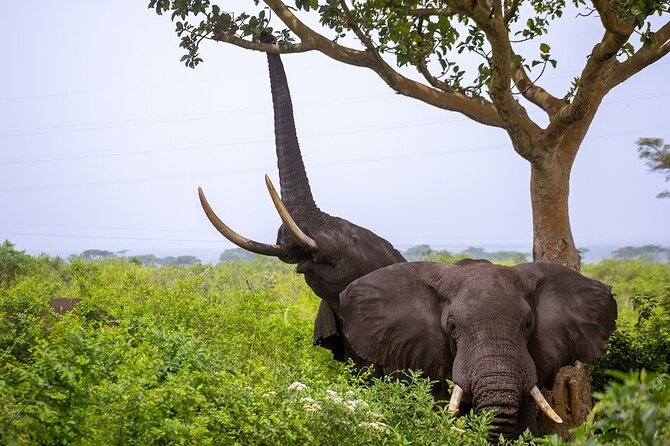 3 Days Murchison Falls Adventure Wildlife Safari Uganda Tour - Who should book this safari?