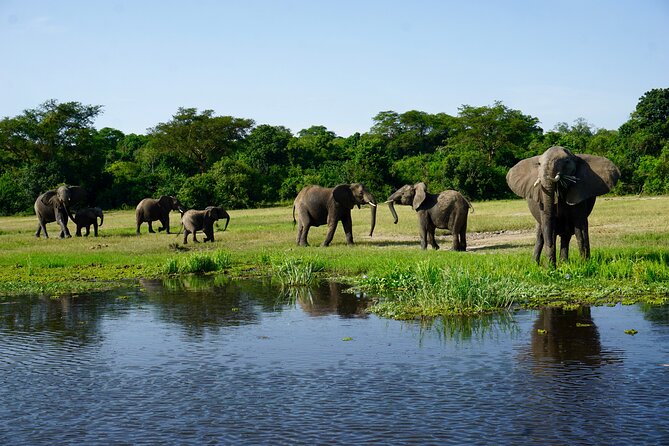 3 Days Murchison Falls Adventure Wildlife Safari Uganda Tour - Day 1: From Entebbe to Karuma Falls
