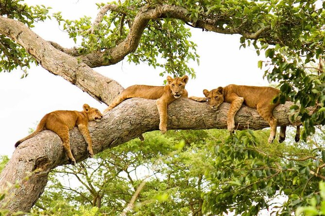 3-Days Murchison Falls and Ziwa Rhino Sanctuary - Day 3: An early game drive before the return journey