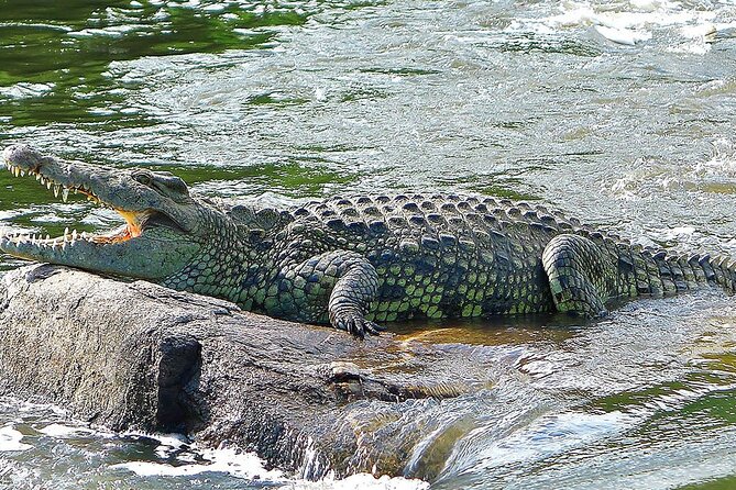 3-Days Murchison Falls and Ziwa Rhino Sanctuary - Day 1: From Kampala to rhinos at Ziwa