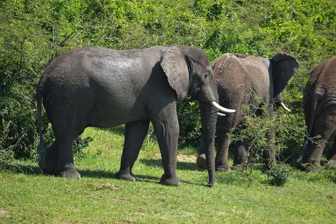 3 days Murchison Falls, Boat cruise and wildlife game viewing - Cruising the Victoria Nile to the falls
