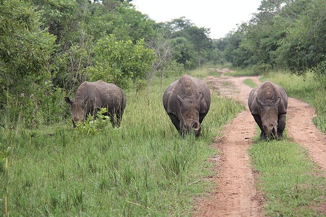 3 days Murchison Falls, Boat cruise and wildlife game viewing - Day 3 brings Karuma Falls and the road home