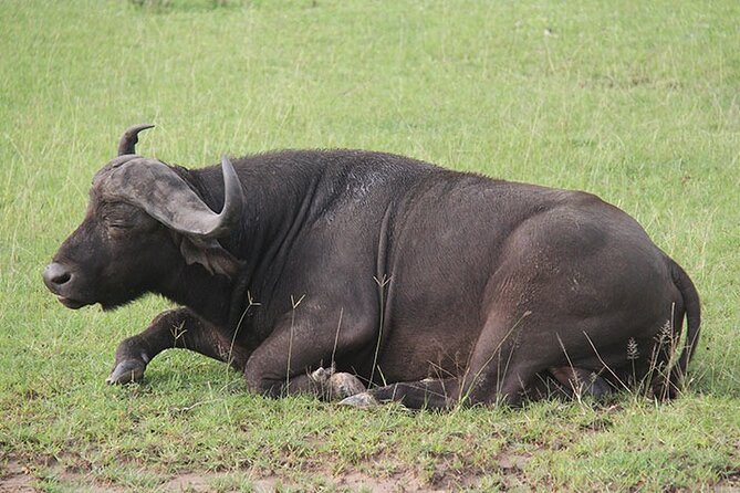 3 days Murchison Falls, Boat cruise and wildlife game viewing - What the $1,159 price really covers
