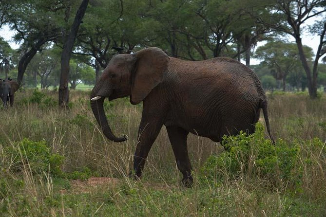 3 days Murchison Falls, Boat cruise and wildlife game viewing - The private guide makes the schedule work