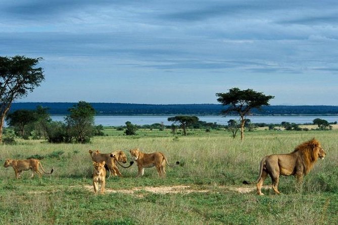 3 Days Murchison Falls - Budget - Day One: Rhino Tracking Before Murchison Falls