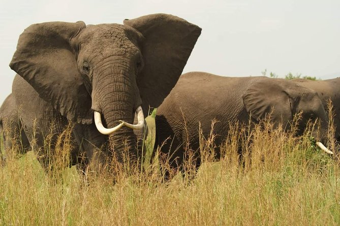 3 Days Murchison Falls - Budget - Accommodation And What The Price Covers