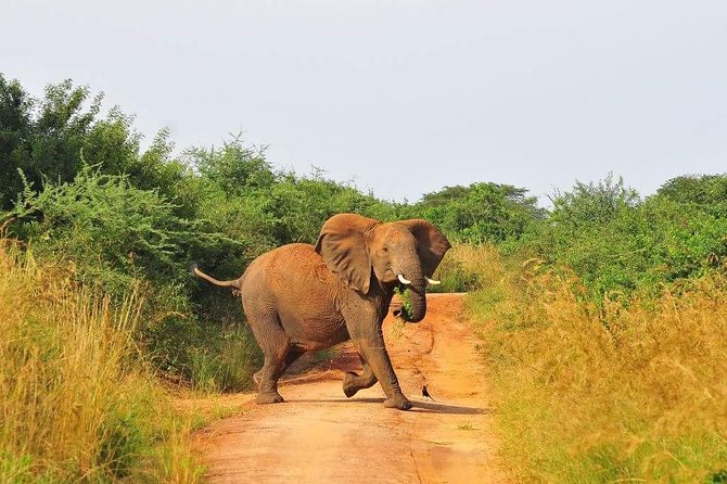 3 Days Murchison Falls - Budget - What The Strong Feedback Tells You