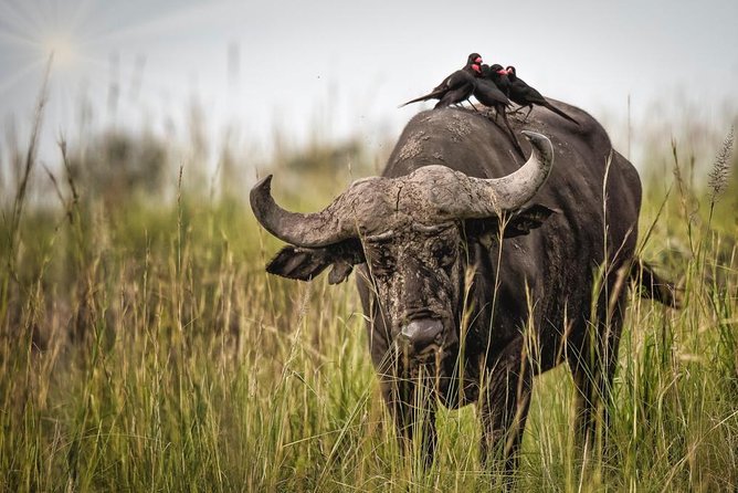 3 Days Murchison Falls Holiday Safari - Why this three-day Uganda safari works