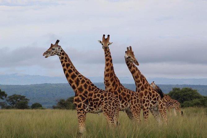 3 Days Murchison Falls Holiday Safari - What the $861.54 price covers