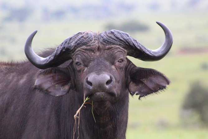 3 Days Murchison Falls Holiday Safari - Accommodation, meals, and transport questions to ask