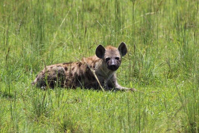 3 Days Murchison Falls Holiday Safari - Day one: leaving Kampala for rhino country