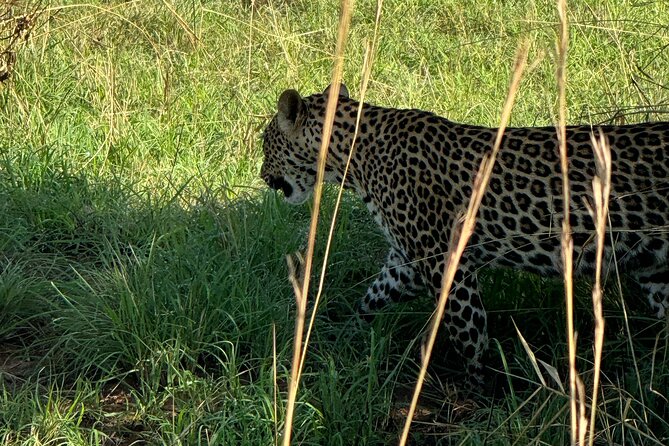 3 Days Murchison Falls National Park Safari & Rhino tracking - Why the rhino stop improves the whole trip