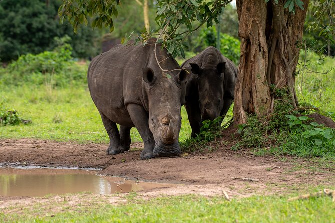 3 Days Murchison Falls National Park Safari & Rhino tracking - Day one: Kampala, Ziwa, and the road to Murchison Falls