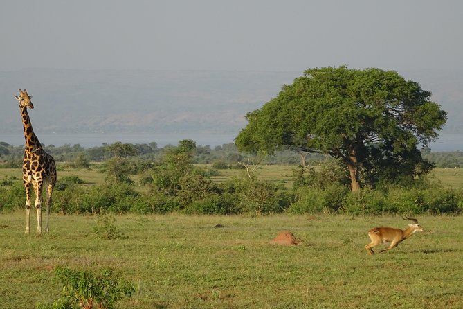 3 Days Murchison falls park Uganda - Five things to know before you book