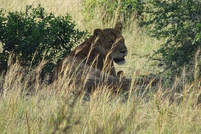 3 Days Murchison falls park Uganda - Meeting Uganda’s rhinos at Ziwa Rhino Sanctuary