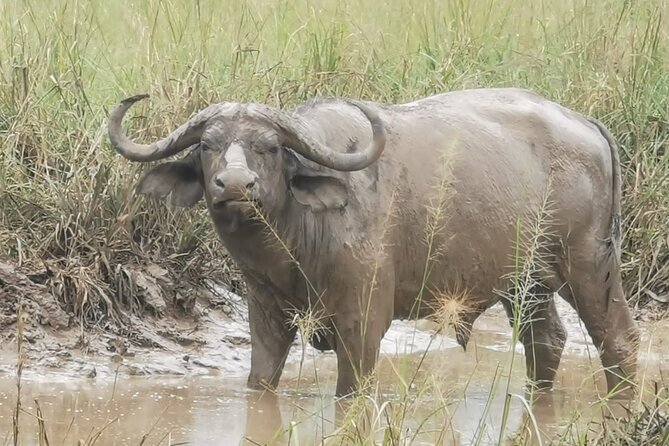 3 Days Murchison falls park Uganda - Seeing the falls from above