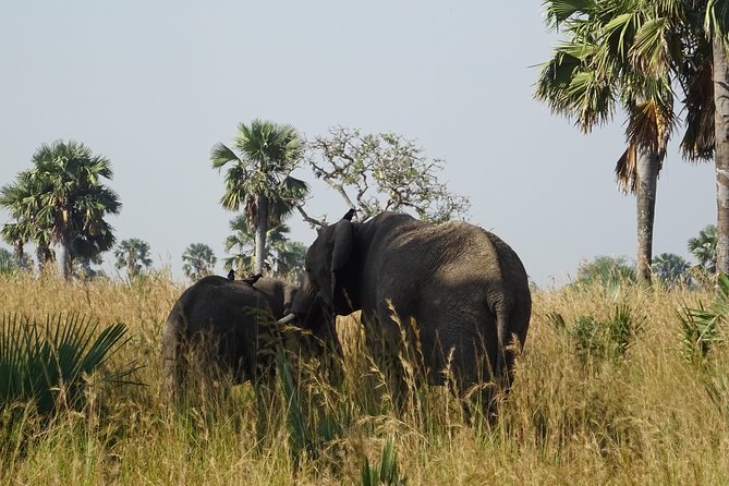 3 Days Murchison falls park Uganda - What the accommodation and meals are really like