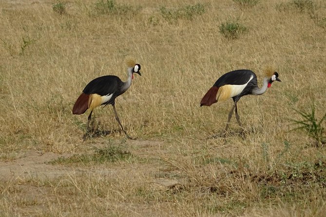 3 Days Murchison falls park Uganda - Is $800 a fair price for three days?