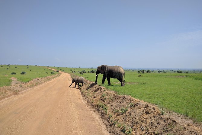 3 Days Murchison falls park Uganda - Game drives in Murchison Falls National Park