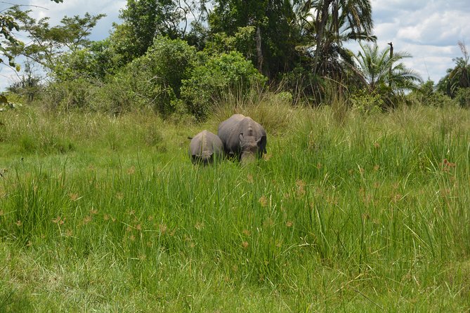3-Days Murchison Falls Vacation Including Big 5 Sighting! - Why this short Murchison Falls safari works