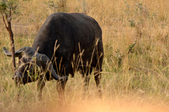 3 Days Murchison Falls Wildlife Safari - Key points before you book