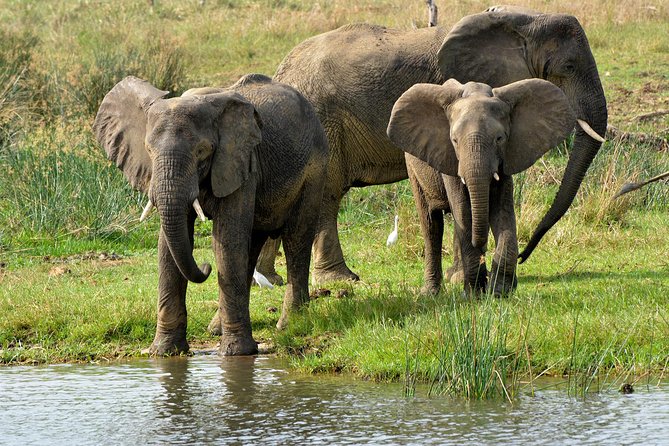 3 Days Murchison Falls Wildlife Safari - Why this short safari works